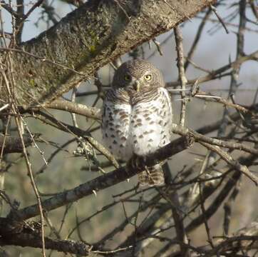 Image of Glaucidium capense ngamiense (Roberts 1932)