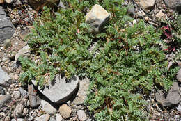 Image of <i>Astragalus <i>lentiginosus</i></i> var. lentiginosus