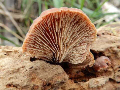 Image of Lentinellus subargillaceus (Kauffman) R. H. Petersen 2004