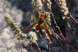 Image of Polistes kaibabensis Hayw. 1932