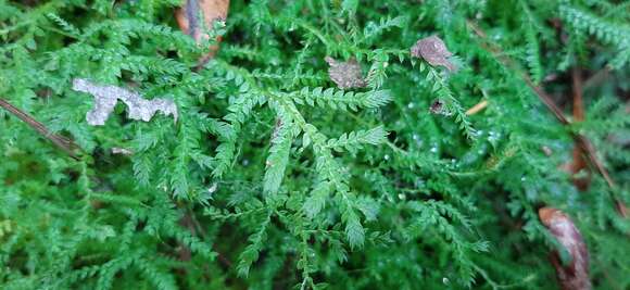 Image of Selaginella porphyrospora A. Br.