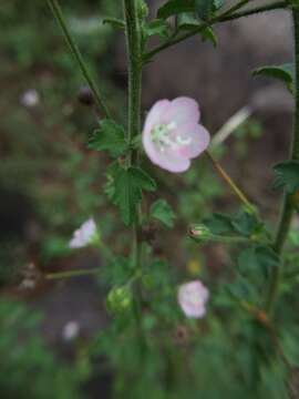 Слика од Pavonia zeylanica (L.) Cav.