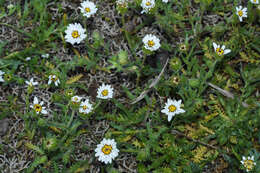 Sivun Perezia multiflora subsp. sonchifolia (Baker) Vuilleum. kuva