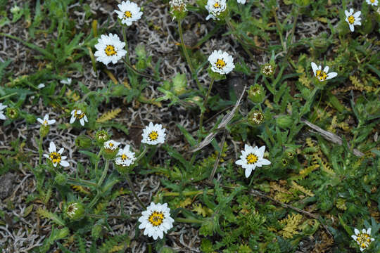 Sivun Perezia multiflora subsp. sonchifolia (Baker) Vuilleum. kuva