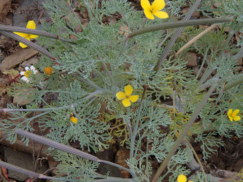 Imagem de Eschscholzia ramosa (Greene) Greene