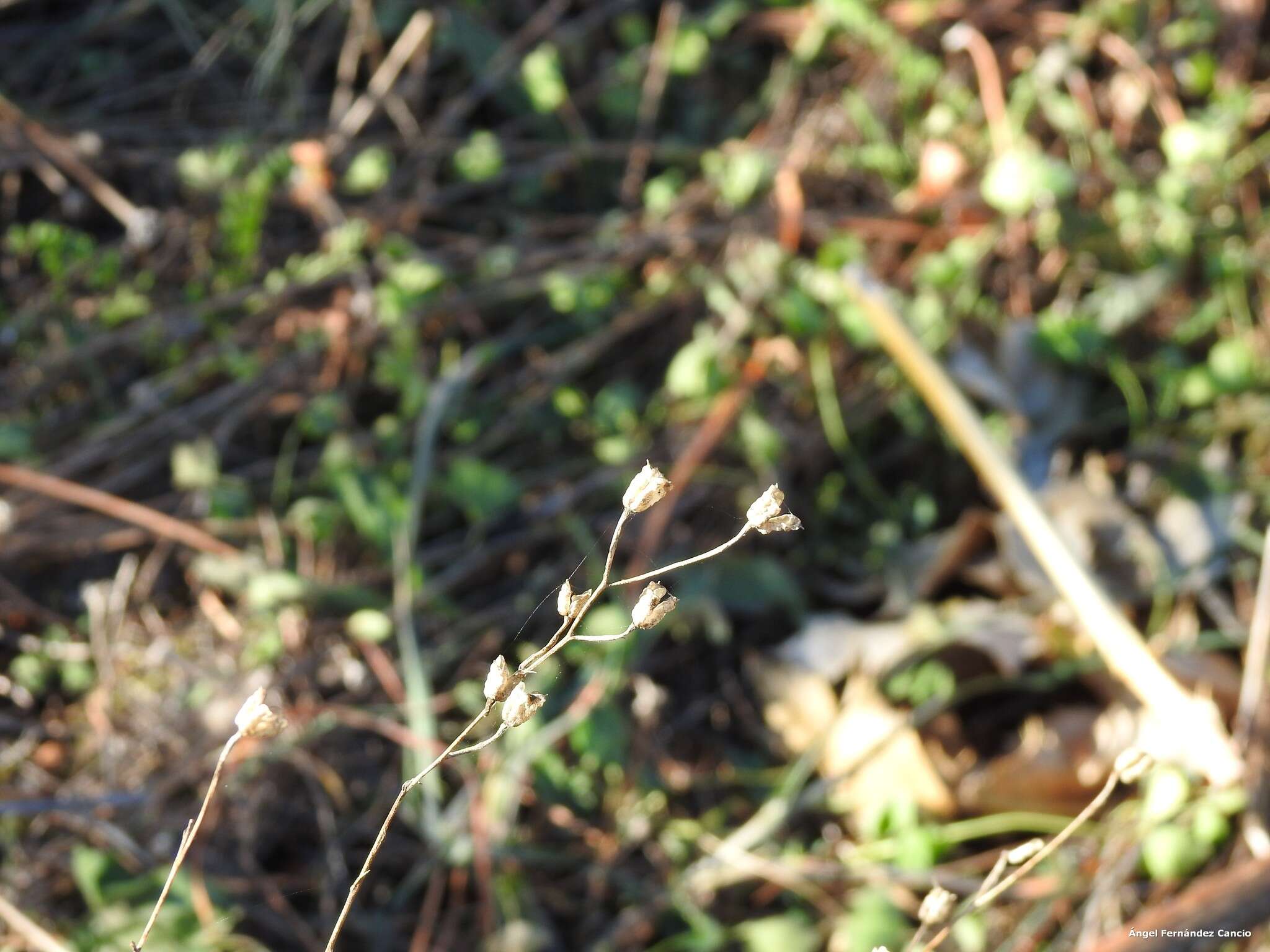 Image of Delphinium gracile DC.