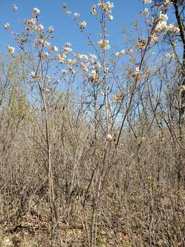 Image de Amelanchier interior Nielsen