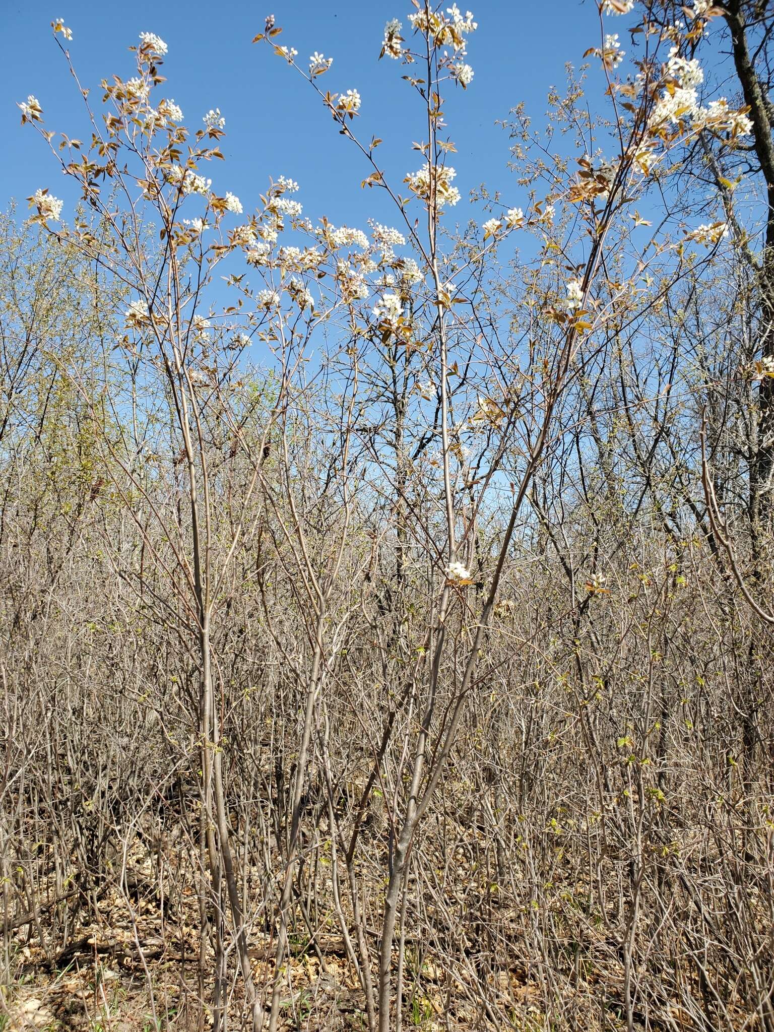 Image of Pacific serviceberry