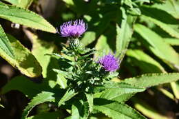 Image of Cirsium vlassovianum Fisch. ex DC.