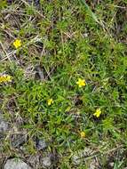 Imagem de Potentilla flagellaris Willd. ex Schltdl.