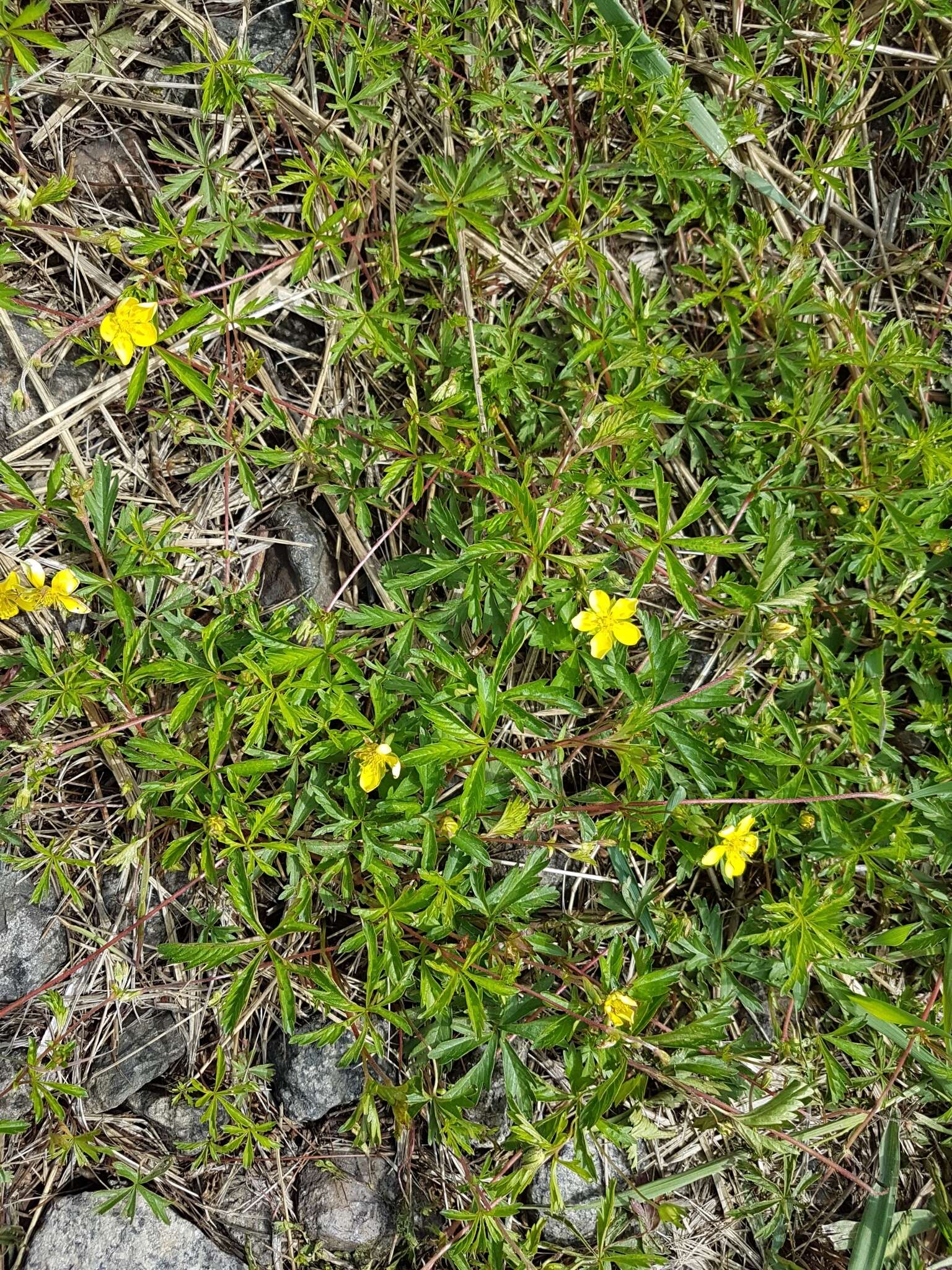 Image of Potentilla flagellaris Willd. ex Schltdl.