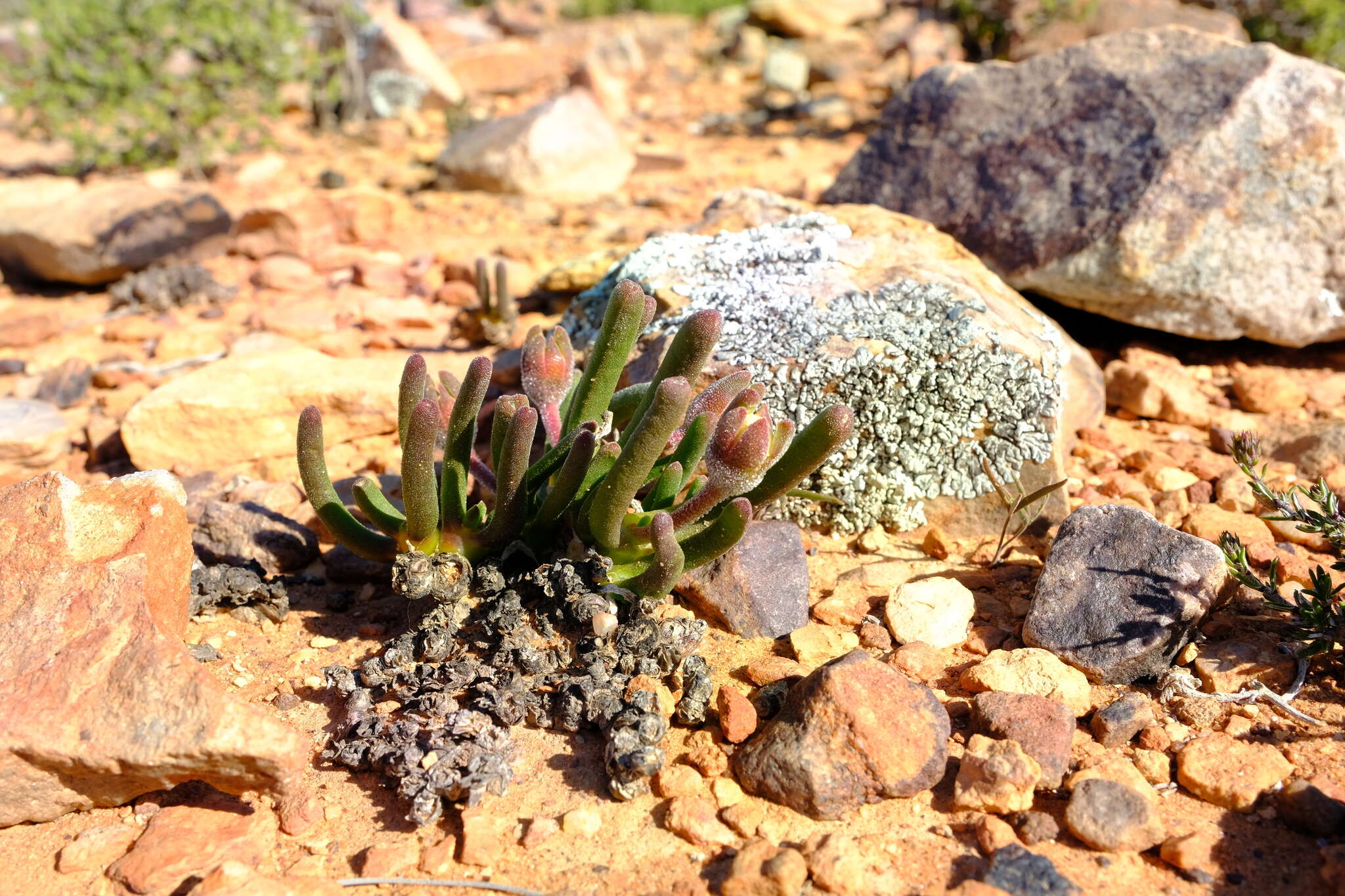 Image of Monilaria obconica H. D. Ihlenfeldt & S. Jorgensen