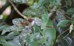 Image of Rufous-crowned Babbler