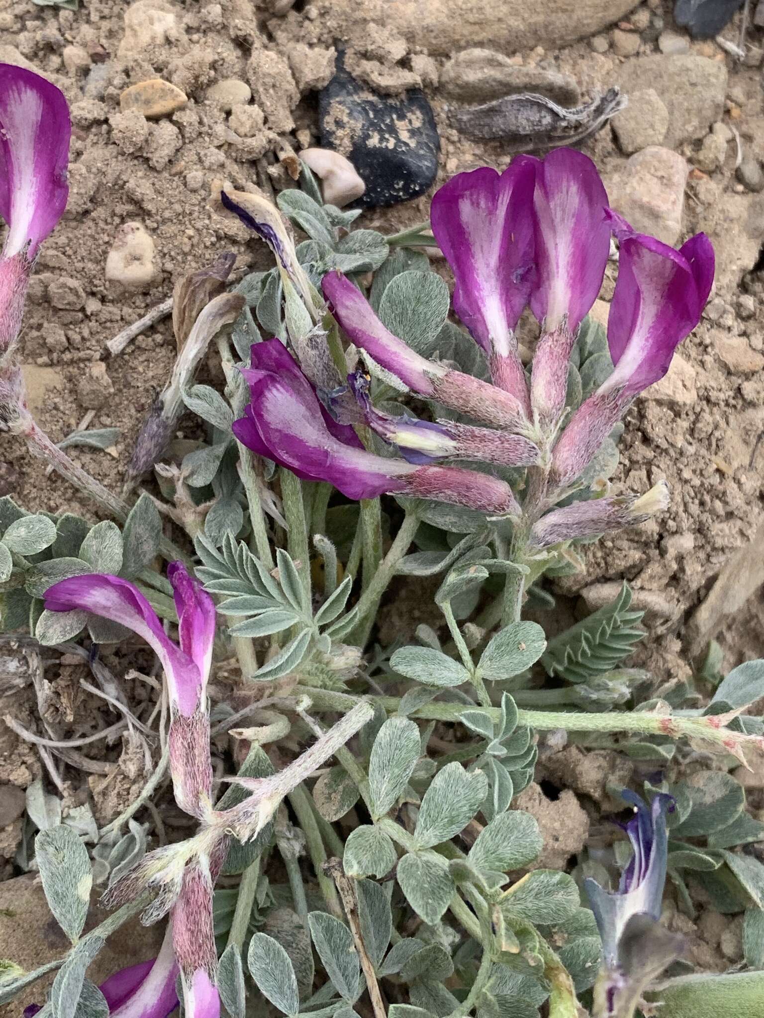 Sivun Astragalus cymboides M. E. Jones kuva