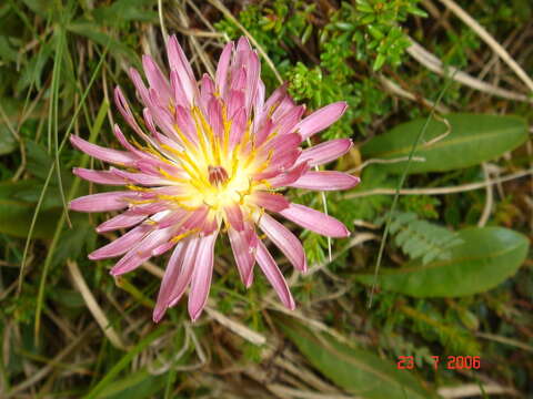 Sivun Taraxacum porphyranthum Boiss. kuva