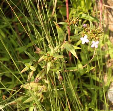 Image of Wild Pentas