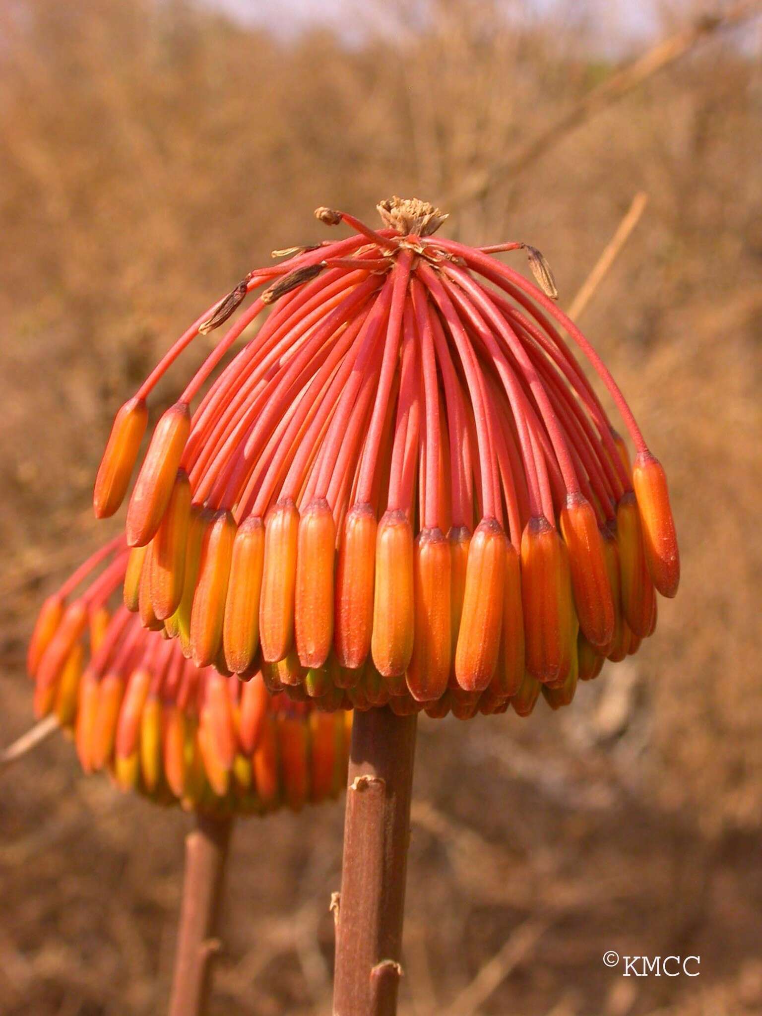 Image of Aloe belitsakensis Rakotoaris.