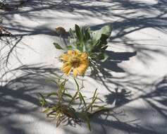 Image of Gaillardia gypsophila B. L. Turner