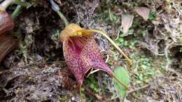 Imagem de Masdevallia angulata Rchb. fil.