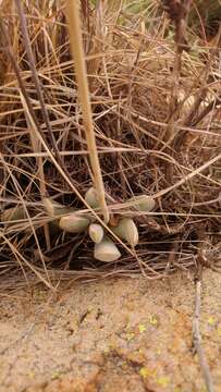 Image of Adromischus umbraticola C. A. Smith