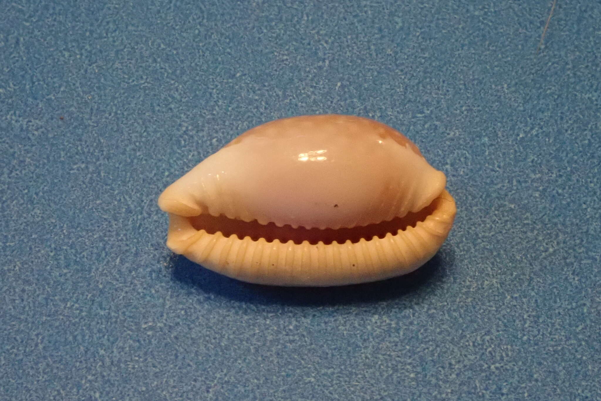 Image of half-extending cowry