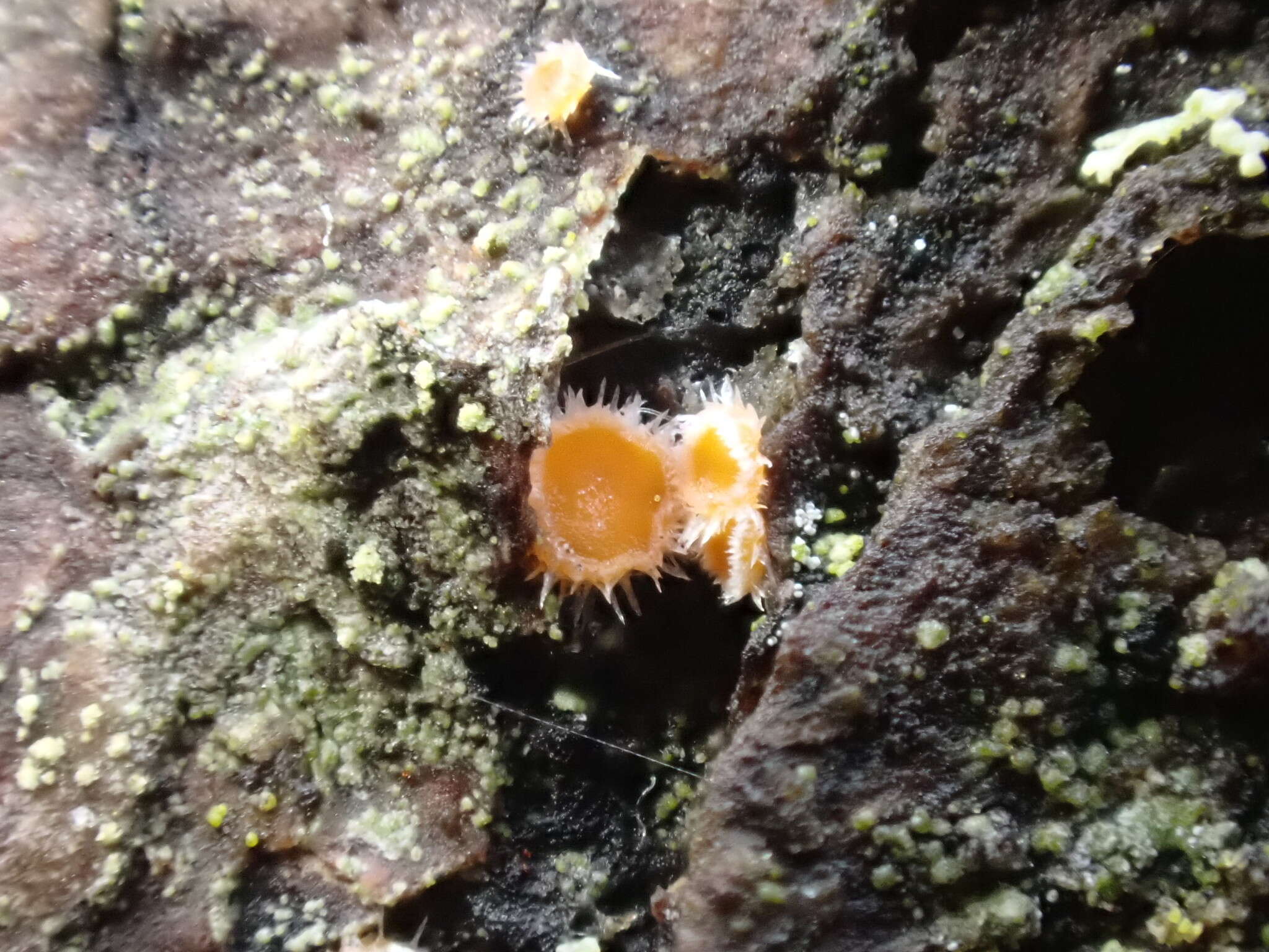 Image of Parachnopeziza miniopsis (Ellis) Korf 1978