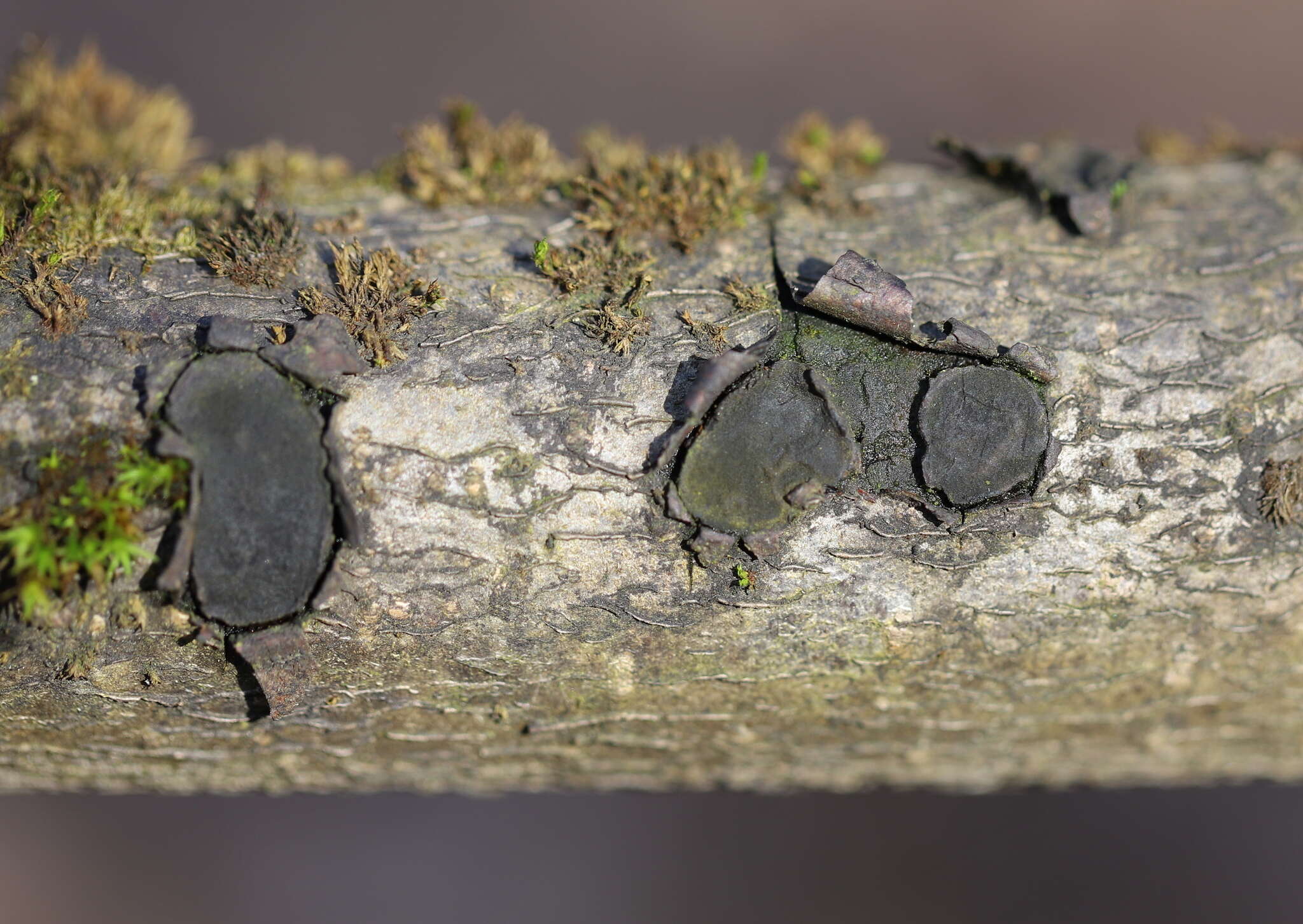 Image de Biscogniauxia granmoi Lar. N. Vassiljeva 1998