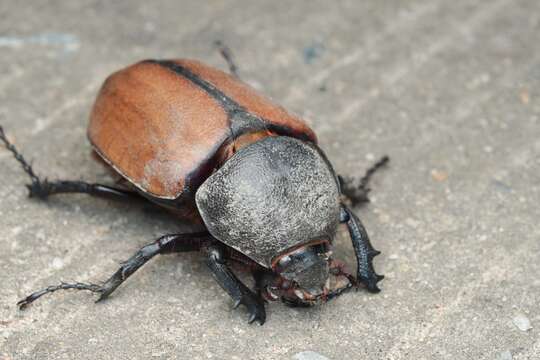 Image of Eupatorus gracilicornis Arrow 1908