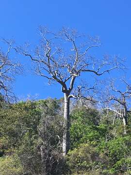 Imagem de Brachychiton australis (Schott & Endl.) Terracino