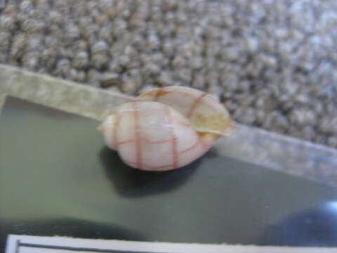 Image of lined bubble snail