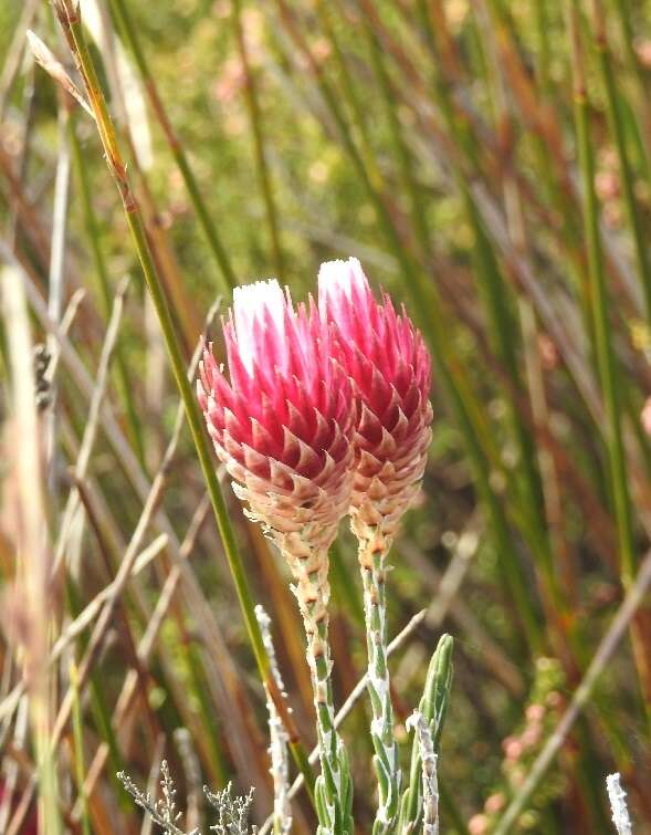 Слика од Edmondia pinifolia (Lam.) Hilliard