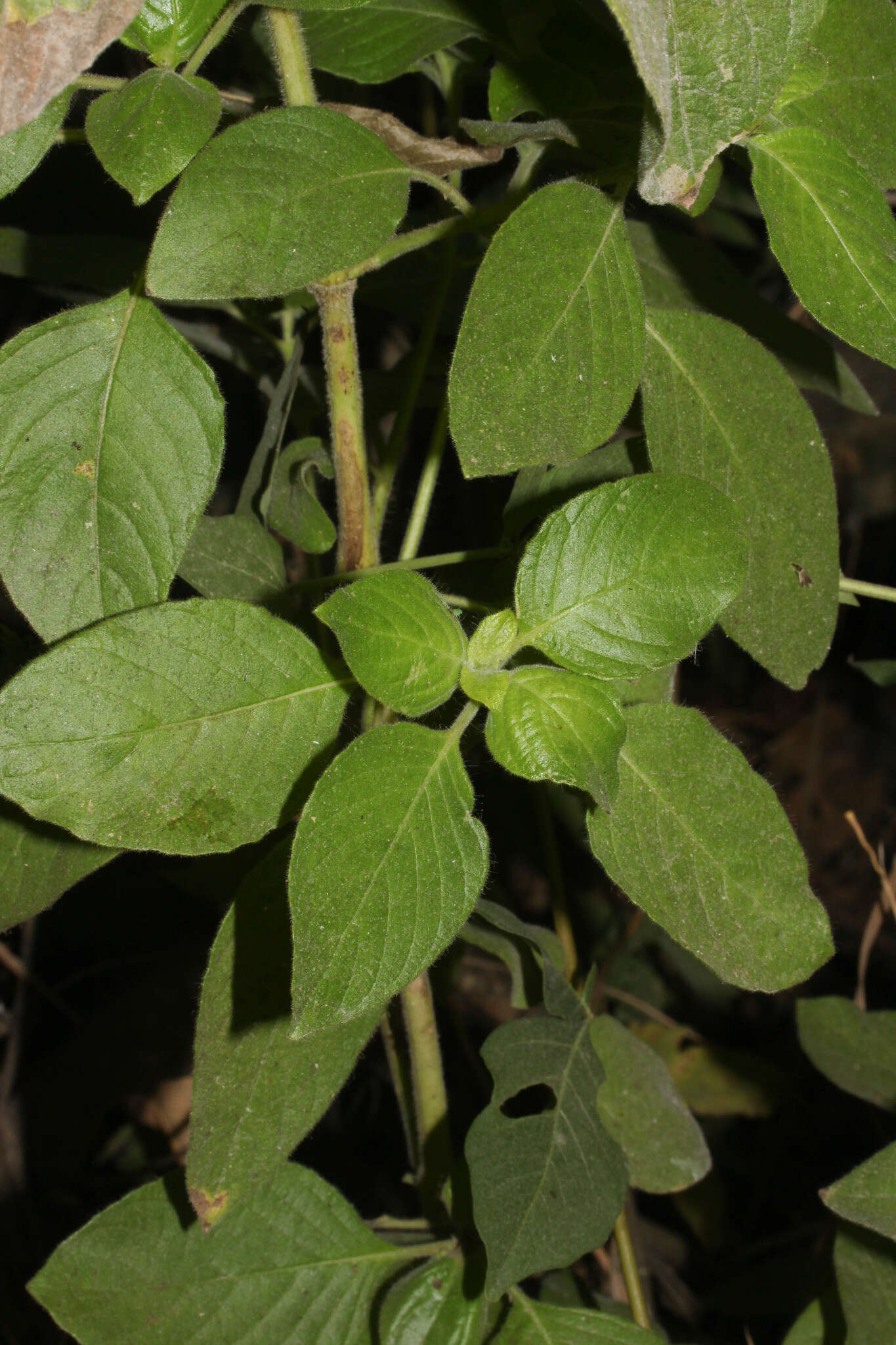 Image of Ruellia floribunda Hook.