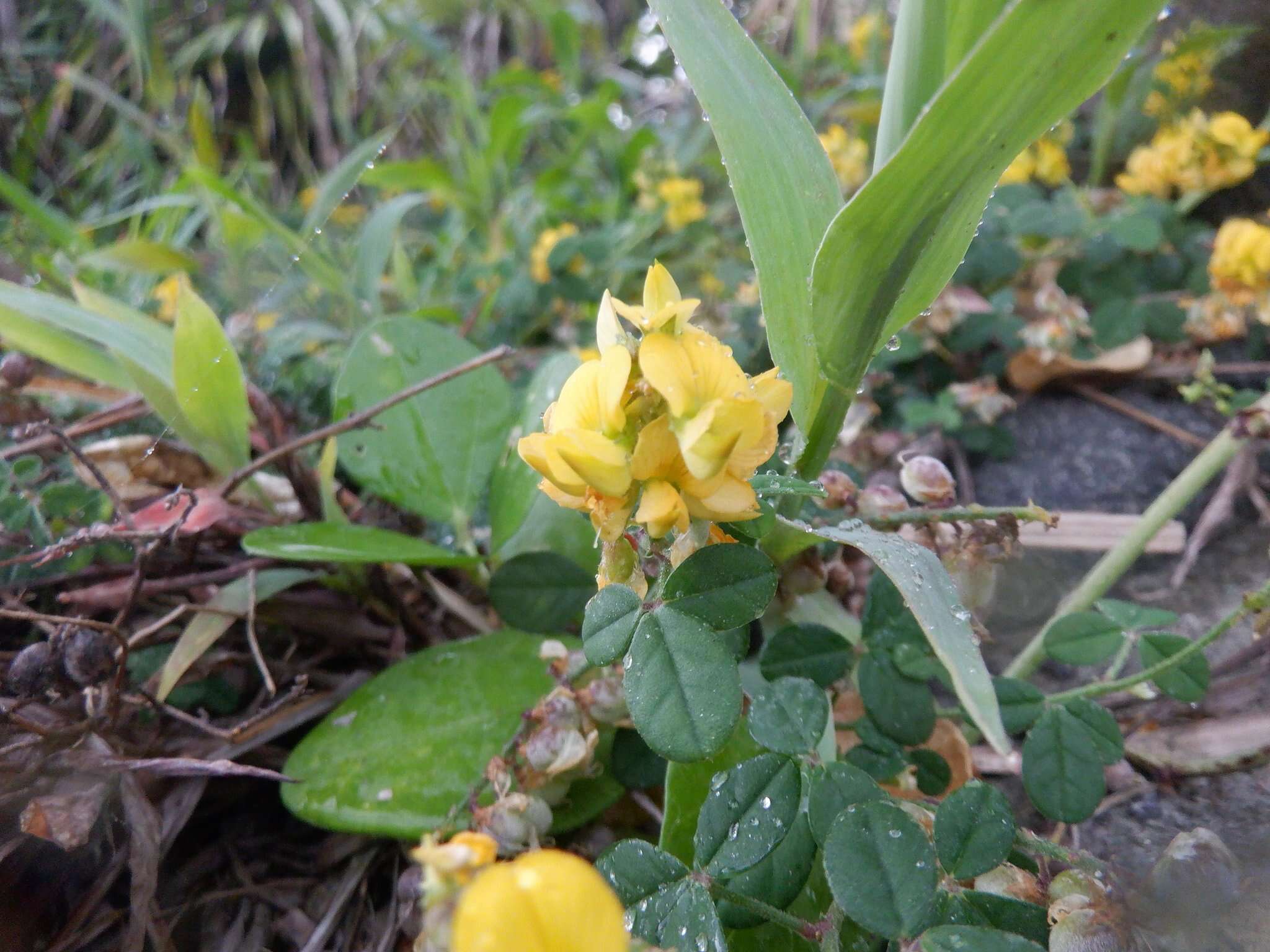 Слика од Crotalaria uncinella subsp. elliptica (Roxb.) Polhill