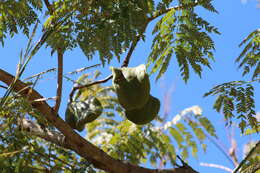 Sivun Jacaranda brasiliana (Lam.) Pers. kuva