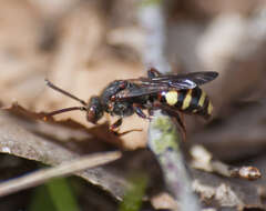 Слика од Nomada leucophthalma (Kirby 1802)