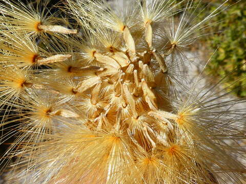 Image of Pteronia onobromoides DC.