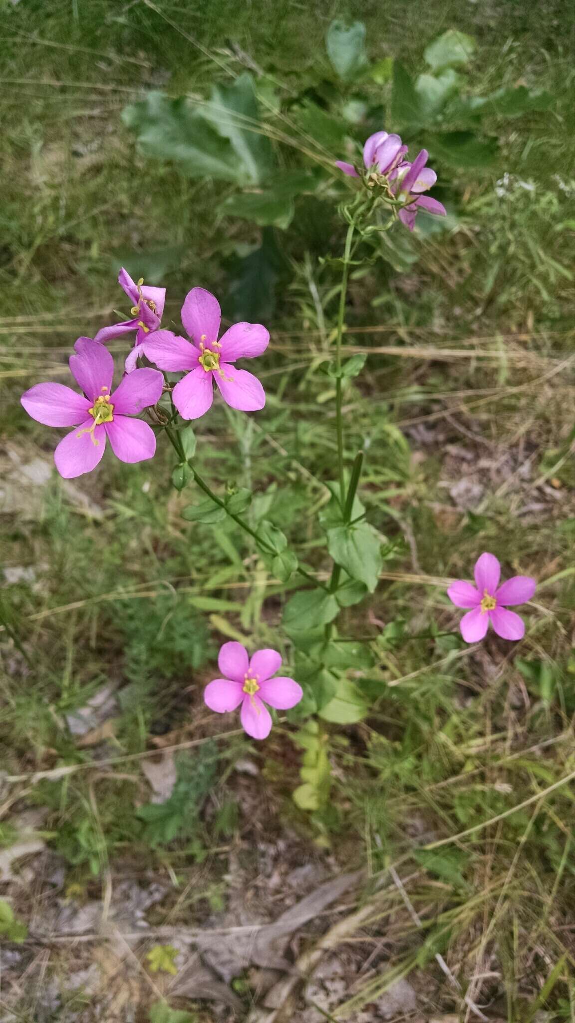 Imagem de Sabatia angularis (L.) Pursh