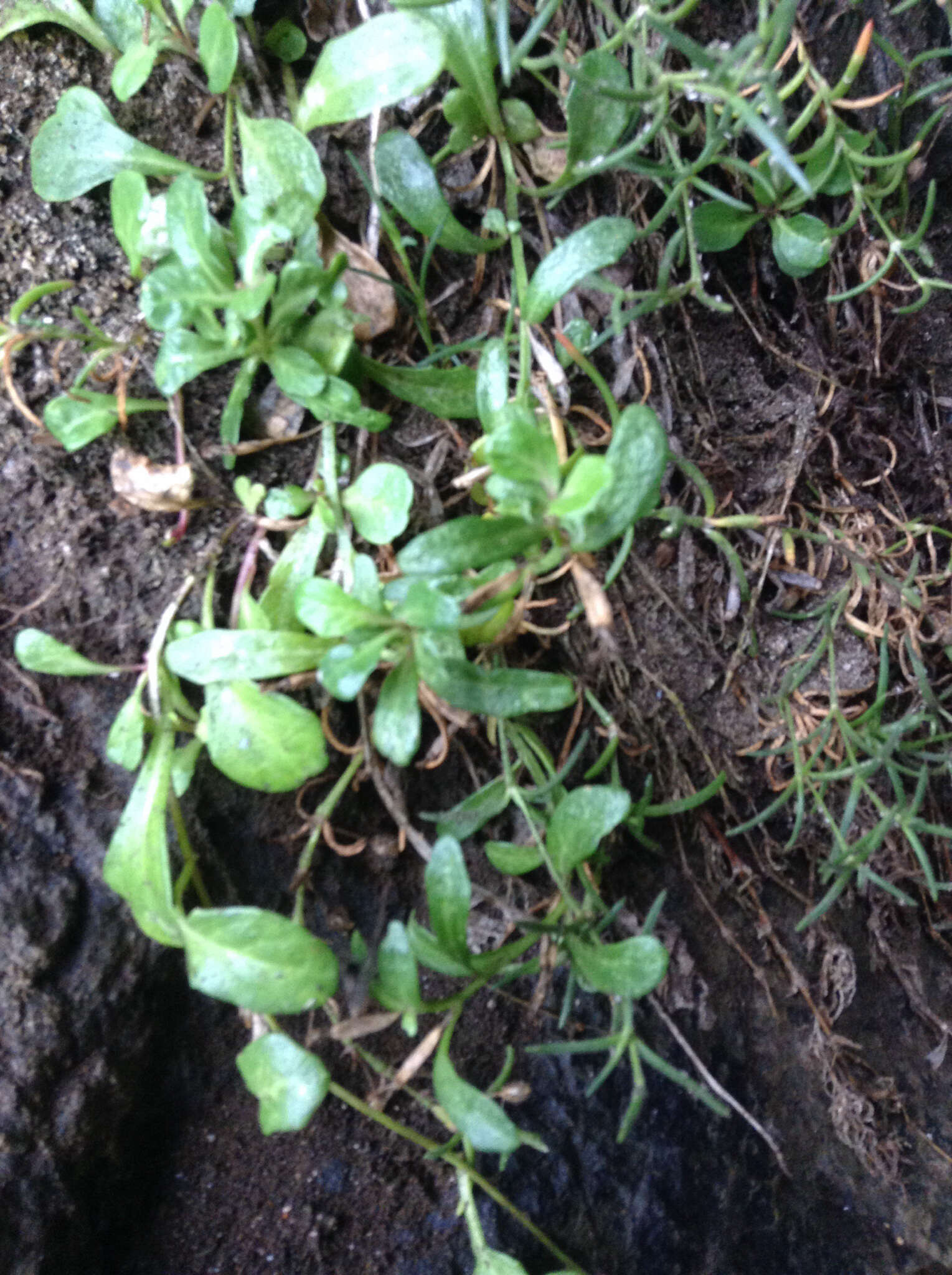 Image of Lobelia anceps L. fil.