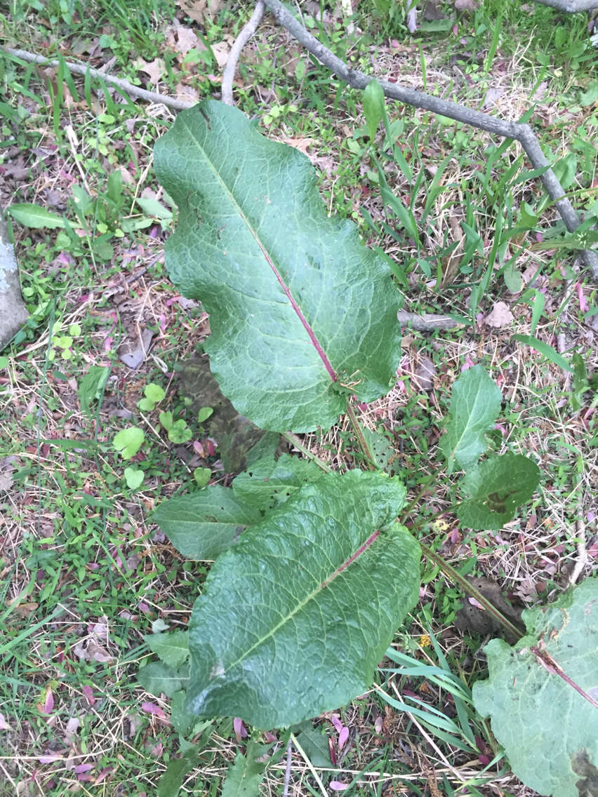 Imagem de Rumex obtusifolius L.