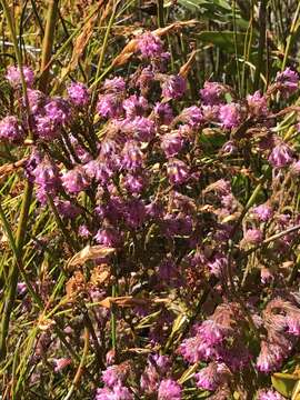 Image of Erica barbigeroides E. G. H. Oliver