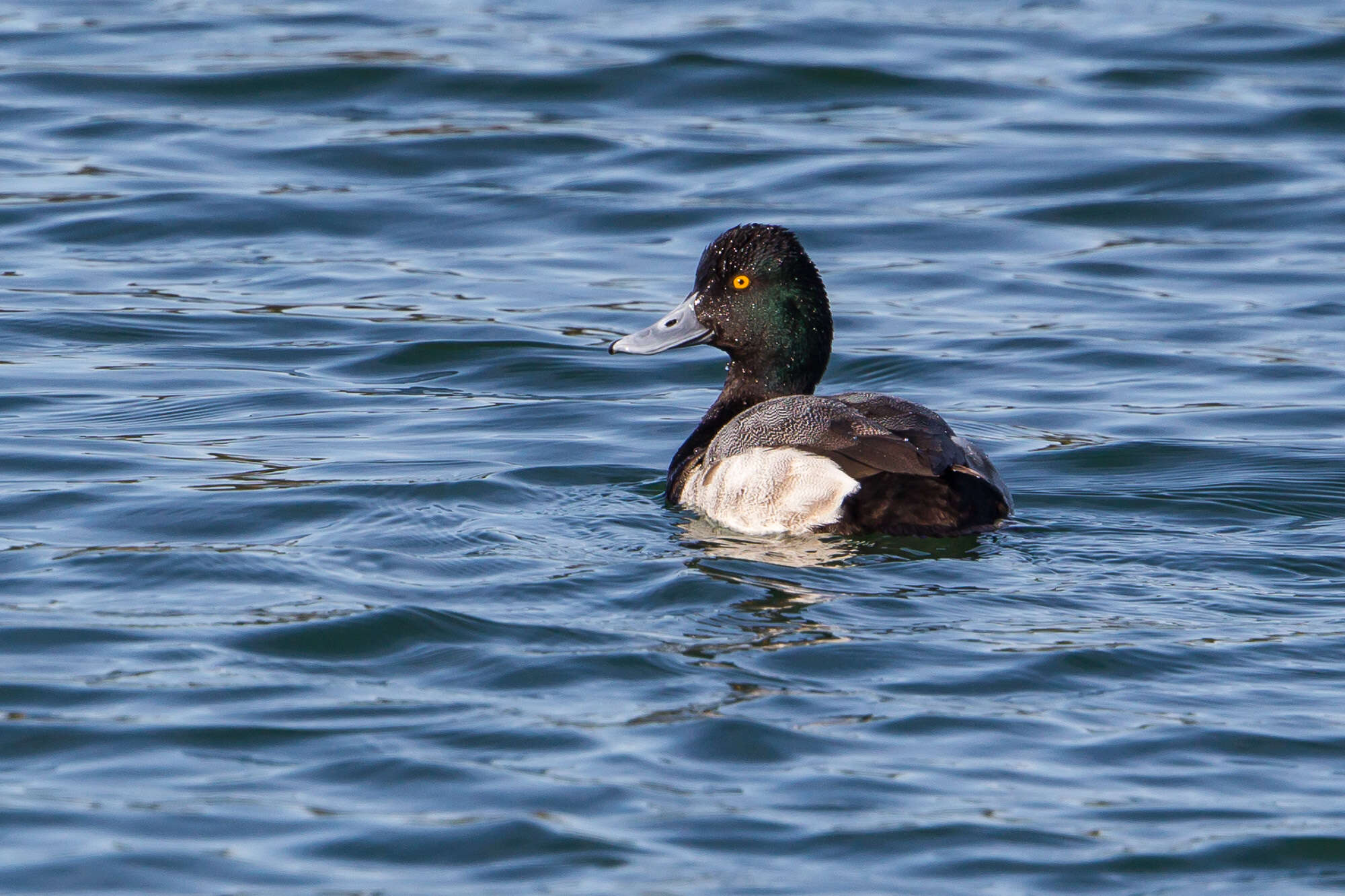 Image of Lesser Scaup