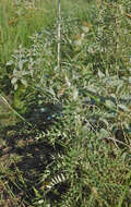 Plancia ëd Cirsium ochrocentrum A. Gray