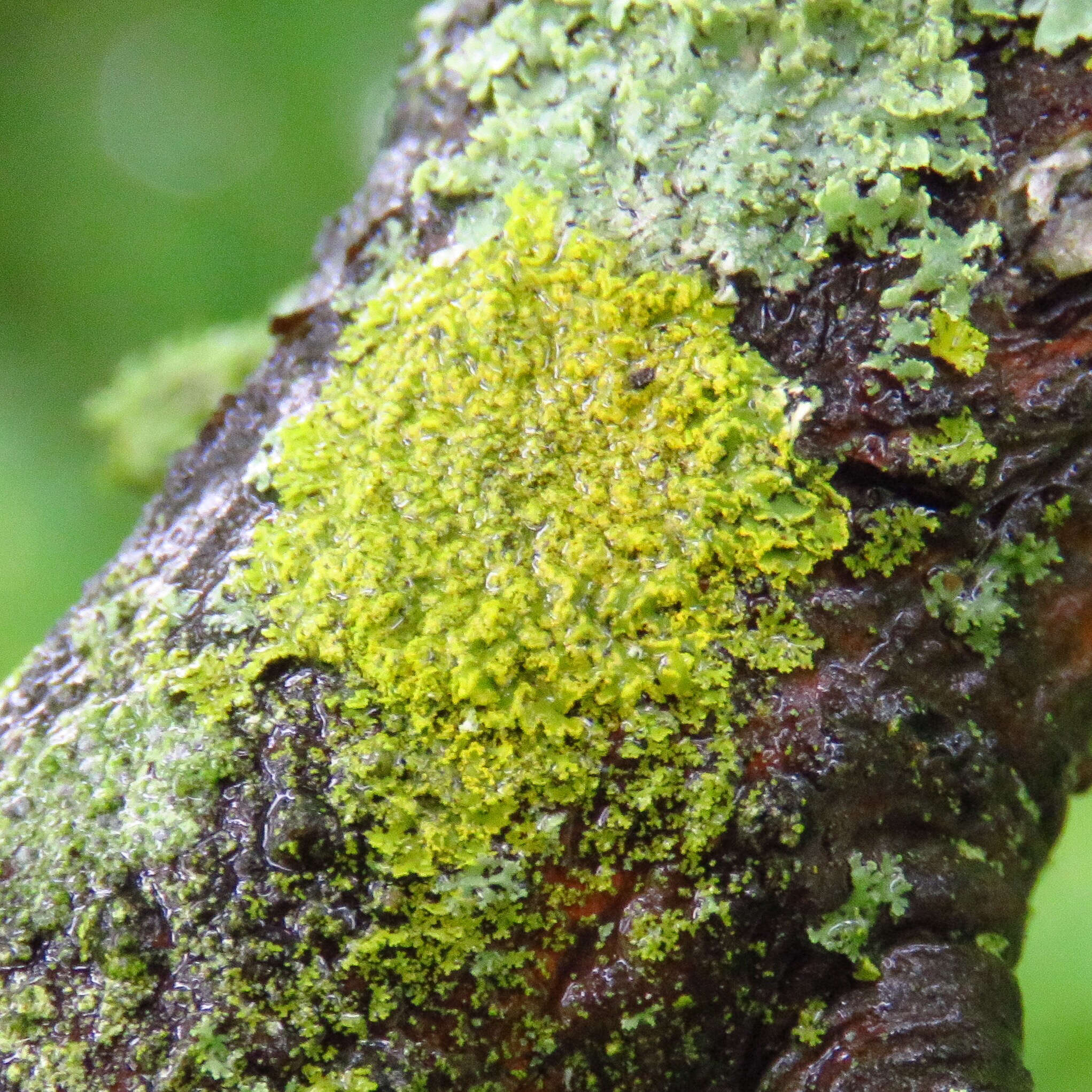 Imagem de Candelaria concolor (Dicks.) Stein