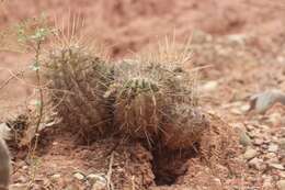 Image de Echinopsis bridgesii subsp. bridgesii