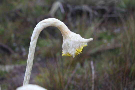 Image of Espeletia congestiflora Cuatrec.