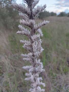 Image of Echium boissieri Steudel