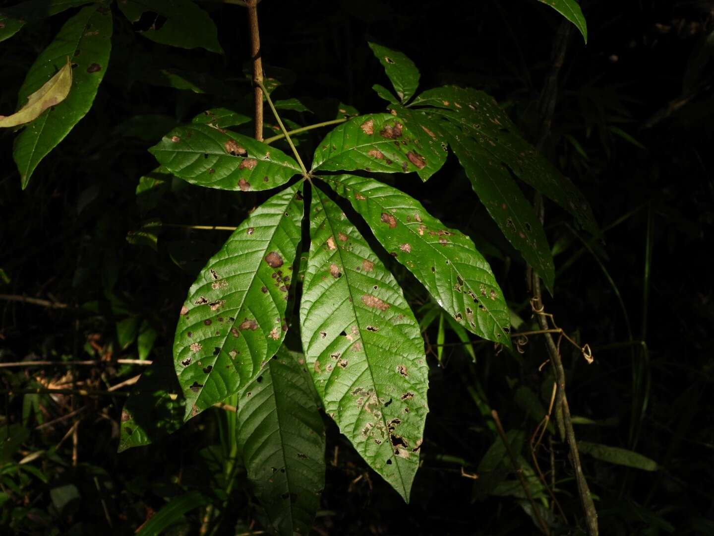 Image de Vitex megapotamica (Spreng.) Moldenke