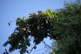 Image of Madagascan Flying Fox