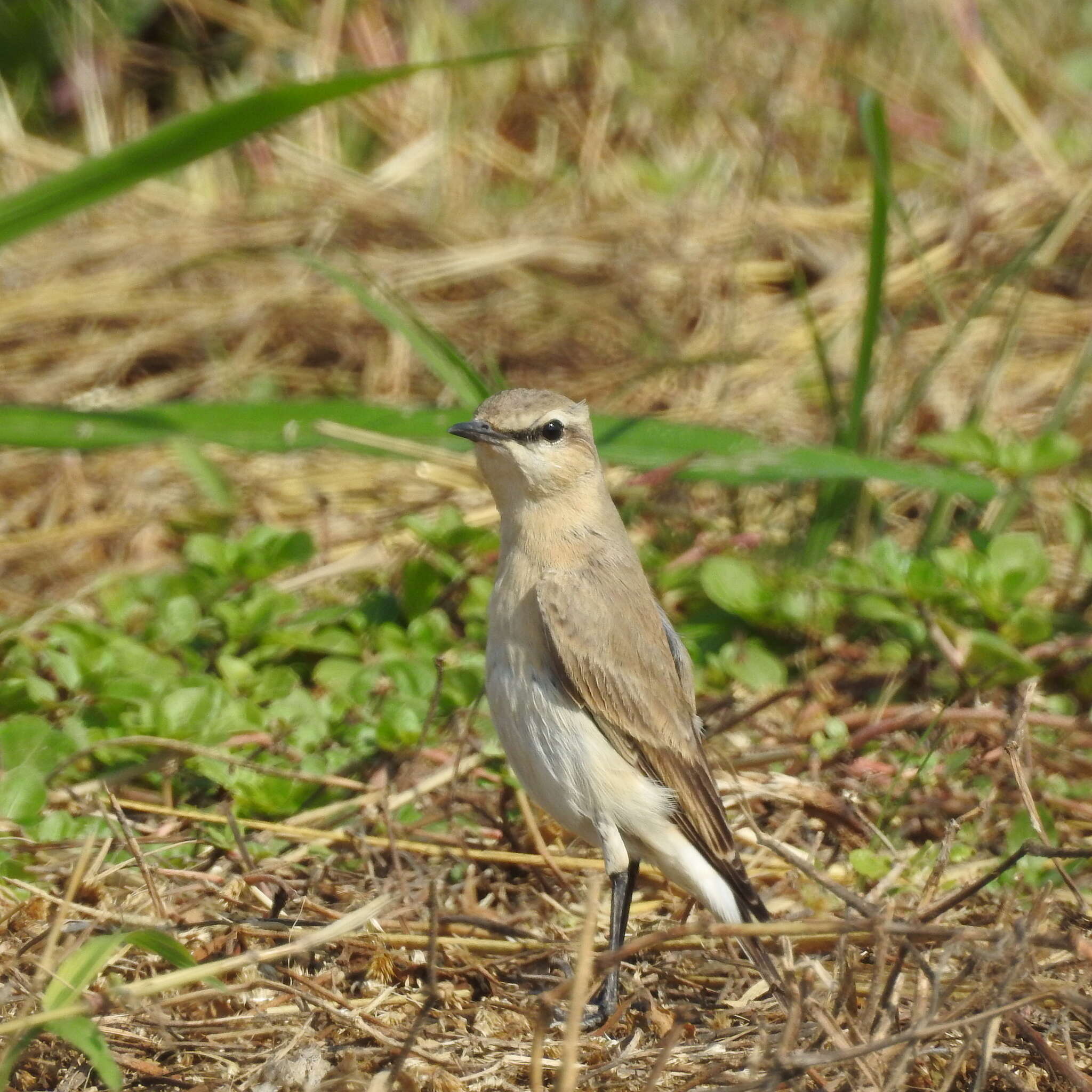 Image of Isabelline Wheatear