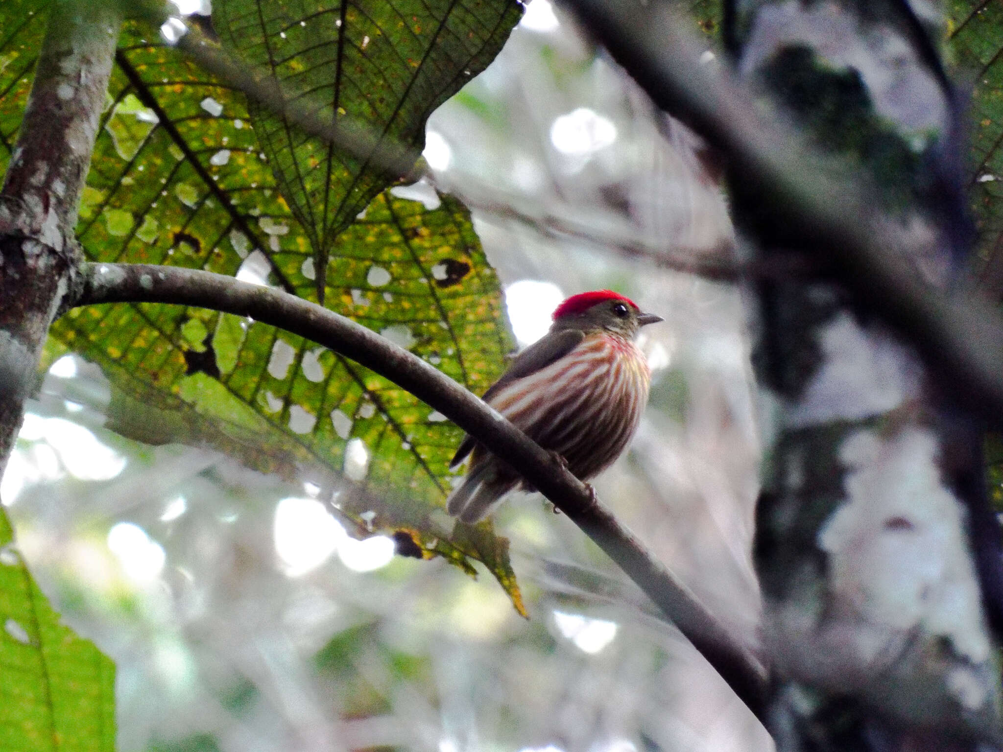 Image of Striolated Manakin